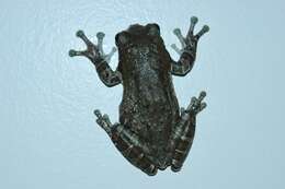 Image of marbled tree frog