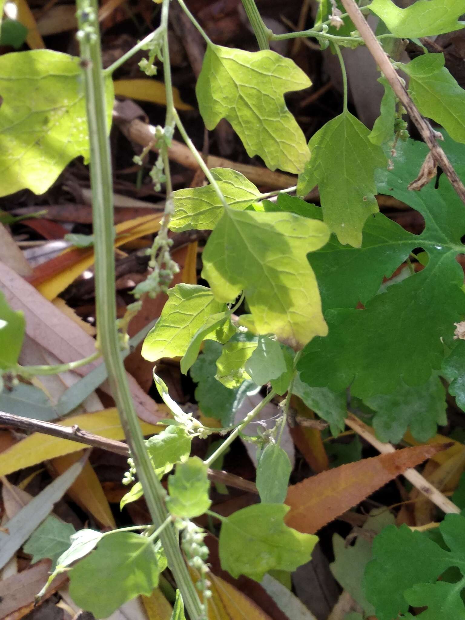 Image of Chenopodium ucrainicum