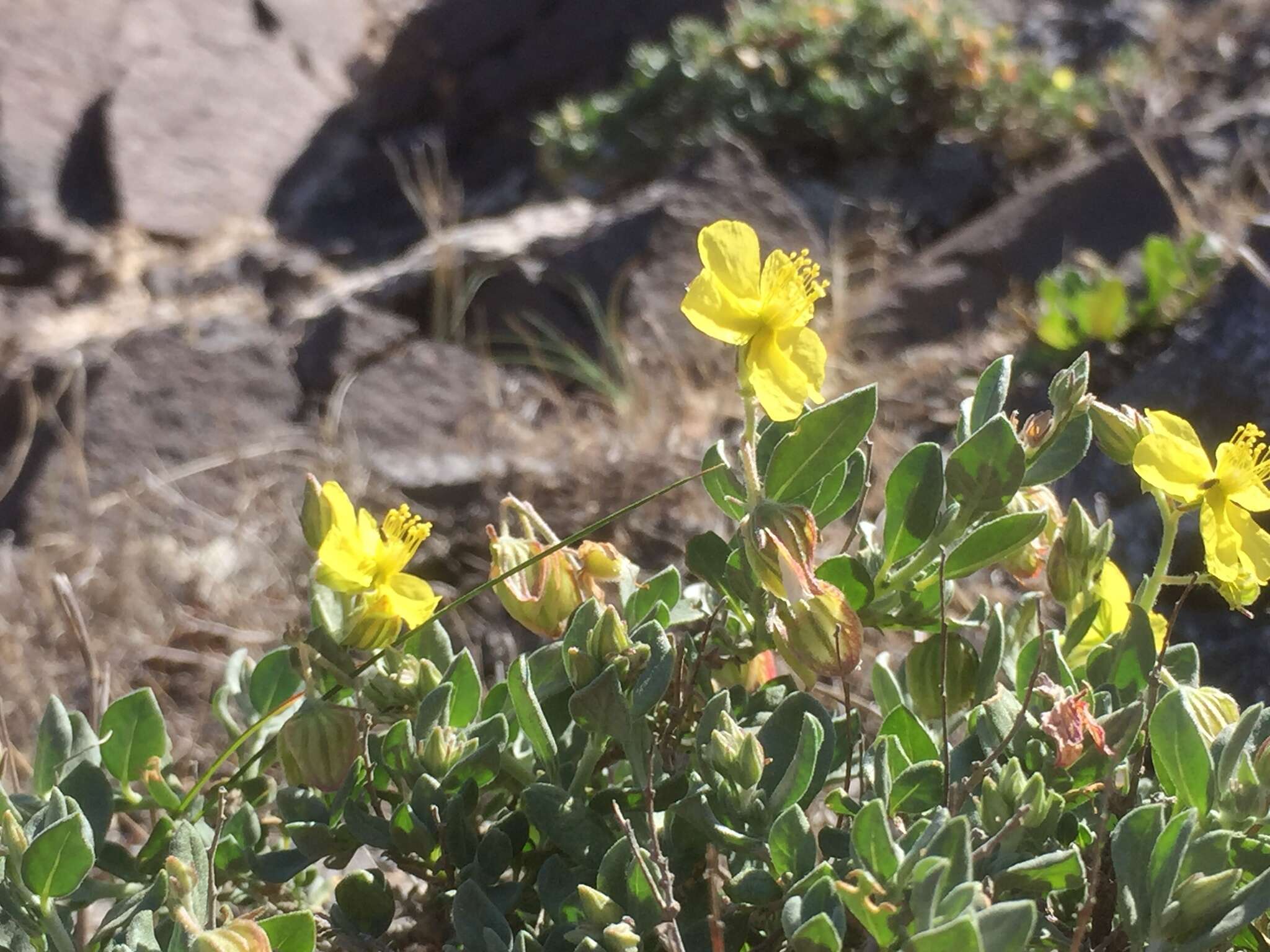 Helianthemum canariense (Jacq.) Pers.的圖片