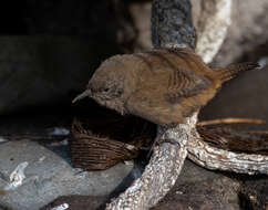 Troglodytes cobbi Chubb & C 1909 resmi