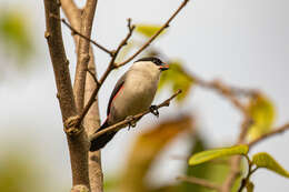 Image of Black-crowned Waxbill