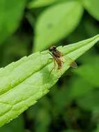 Image of Chrysopilus proximus (Walker 1848)