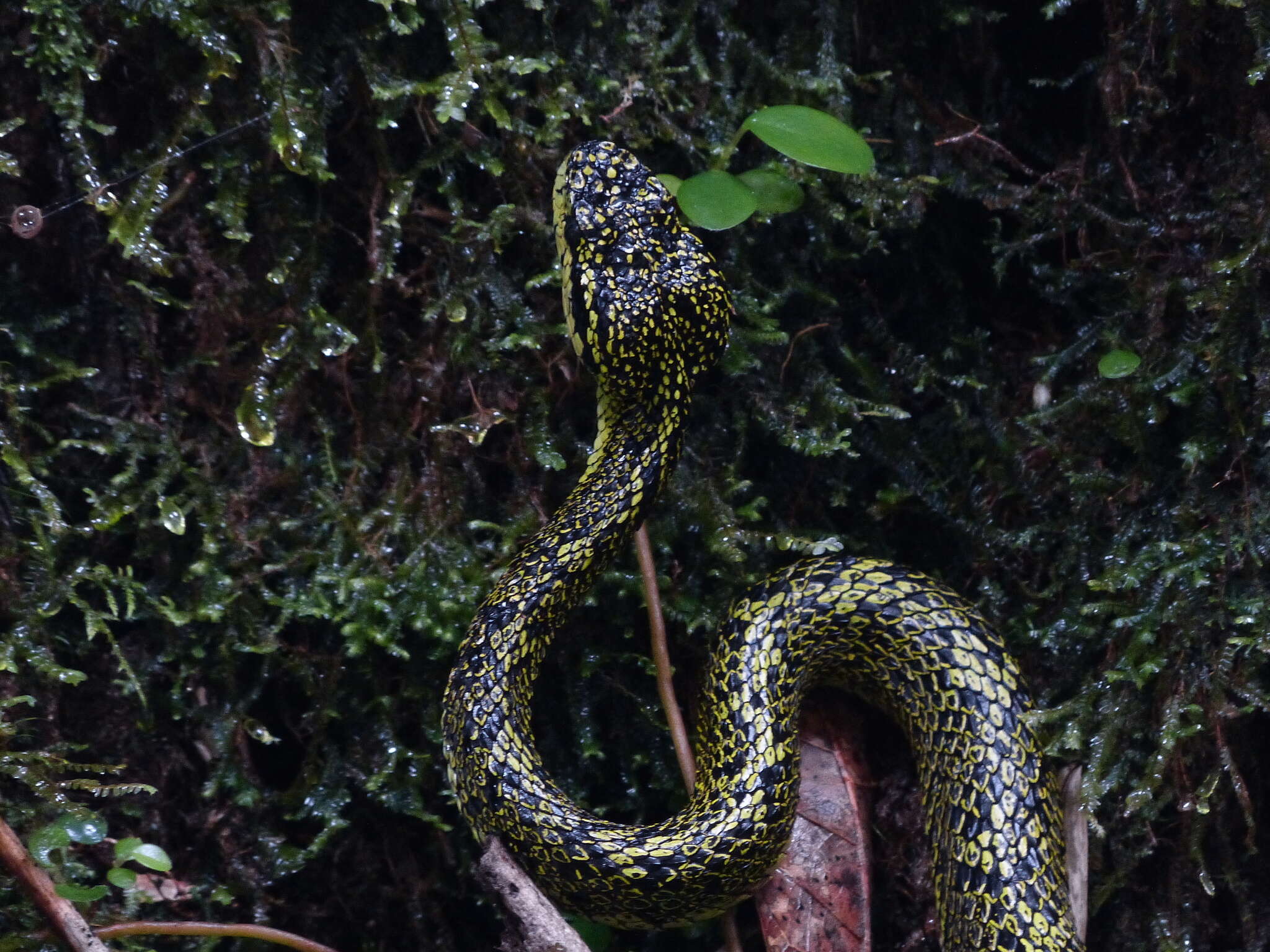 Image of Bothriechis nubestris Doan, Mason, Castoe, Sasa & Parkinson 2016