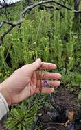 Imagem de Antirrhinum strictum (Hooker & Arnott) A. Gray