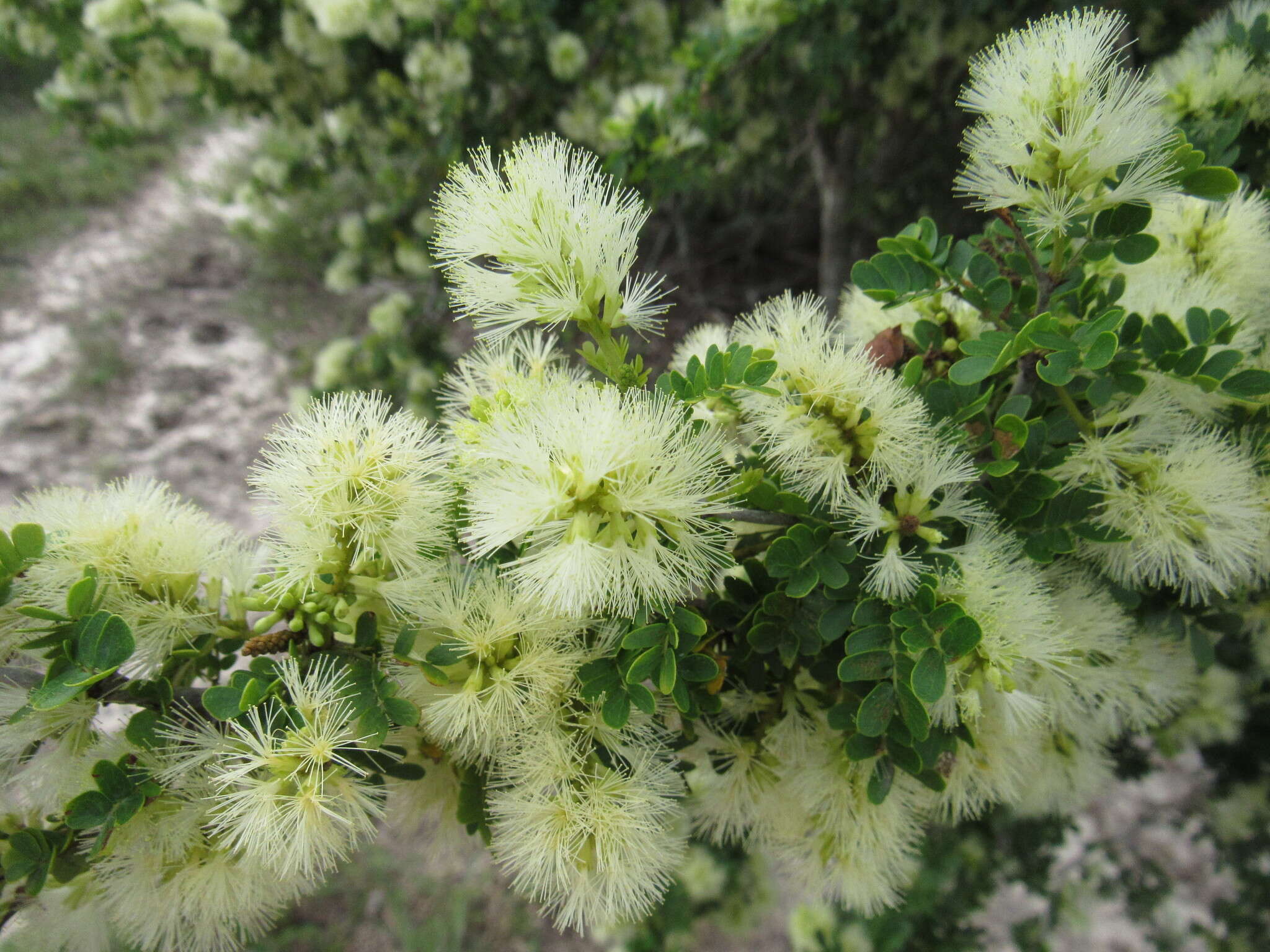 Image of Ebony Blackbead