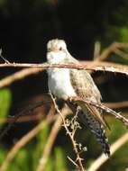 Image of Pallid Cuckoo