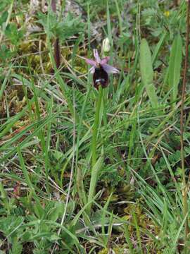 Слика од Ophrys bertolonii Moretti