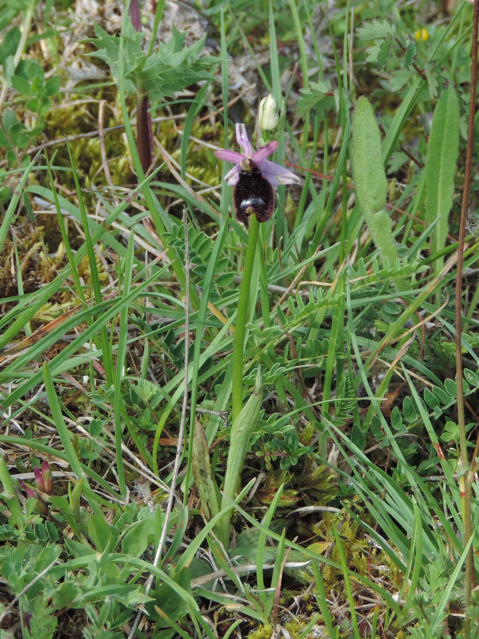 Image of Bertoloni's Ophrys