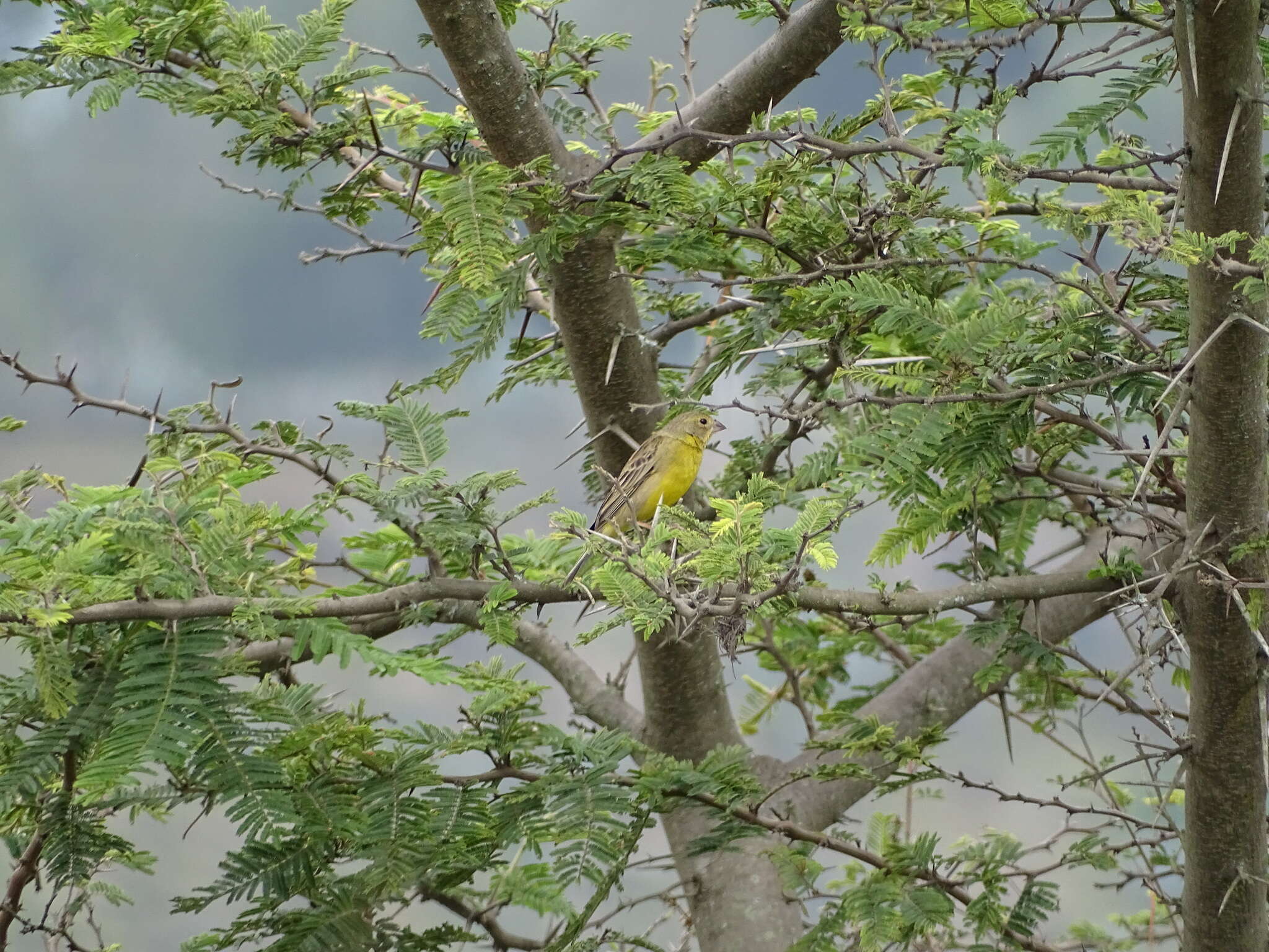 Image of Grassland Yellow Finch