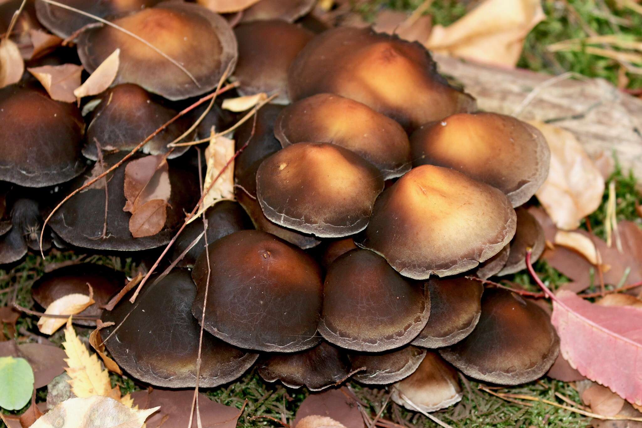 Image of Psathyrella piluliformis (Bull.) P. D. Orton 1969