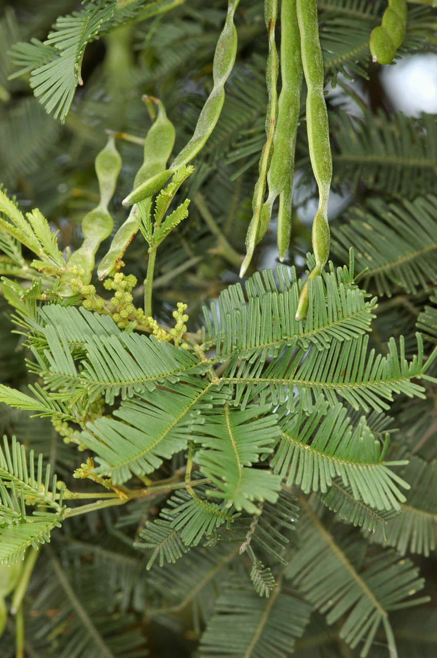 Image of Acacia deanei subsp. paucijuga (F. Muell. ex N. A. Wakef.) Tindale