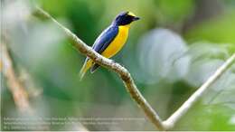 Image of Yellow-throated Euphonia