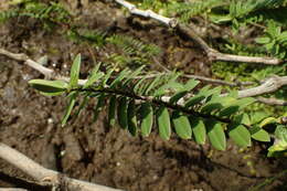 Image of Veronica elliptica G. Forster