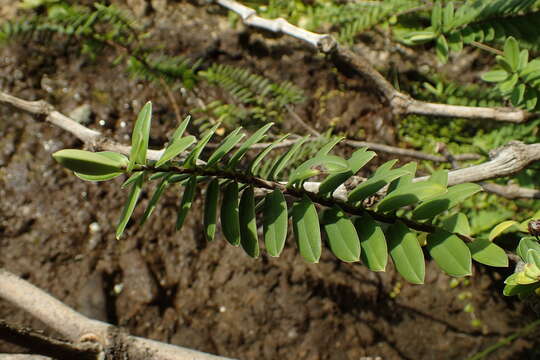 Sivun Veronica elliptica G. Forster kuva