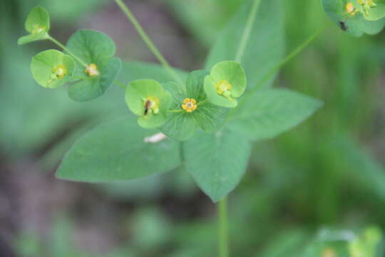 Image of Euphorbia squamosa Willd.