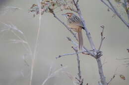 Image of Sphenoeacus afer natalensis Shelley 1882