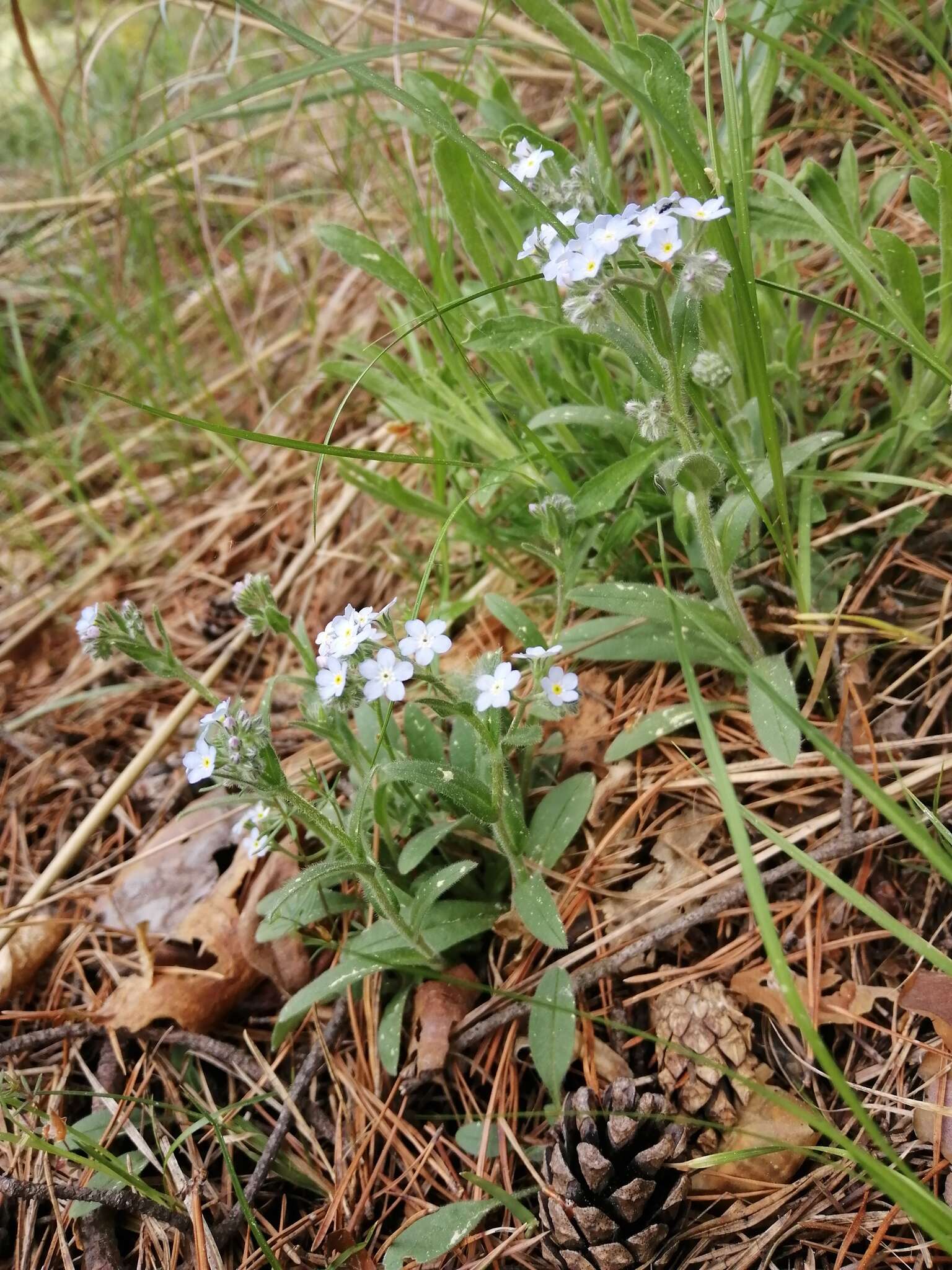 Imagem de Myosotis krylovii Sergievskaya