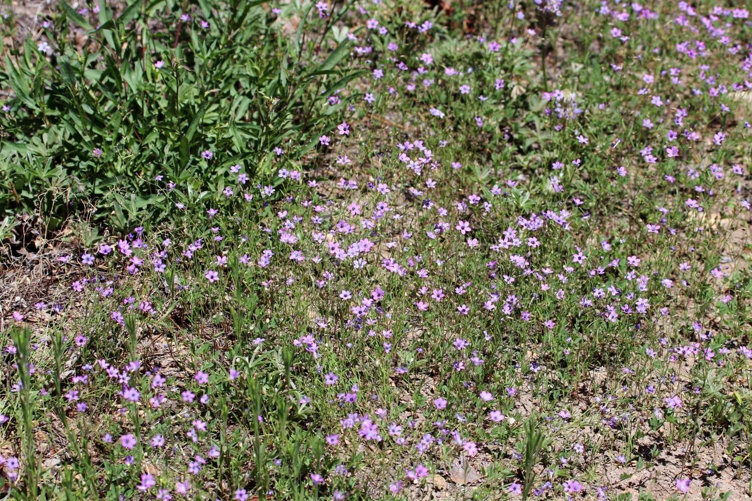 Image of Bridges' gilia