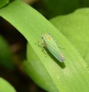 Imagem de Chlorogonalia coeruleovittata (Signoret 1855)