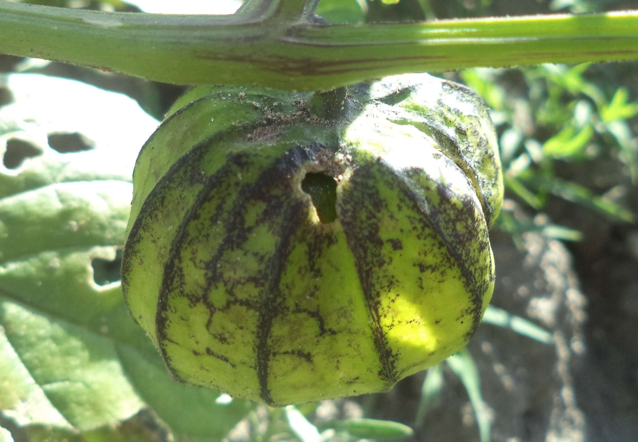 Physalis philadelphica subsp. ixocarpa (Brot. ex Hornem.) Sobr.-Vesp. & Sanz-Elorza resmi