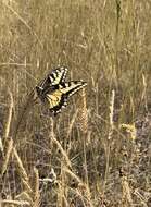 Image of Papilio machaon oregonia W. H. Edwards 1876