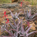 Aloe newtonii J.-B. Castillon resmi