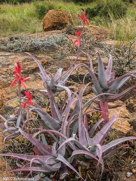 Image of Aloe newtonii J.-B. Castillon