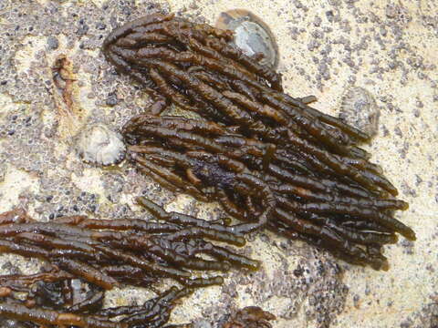 Imagem de Splachnidium rugosum