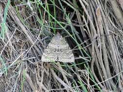 Image of french red underwing