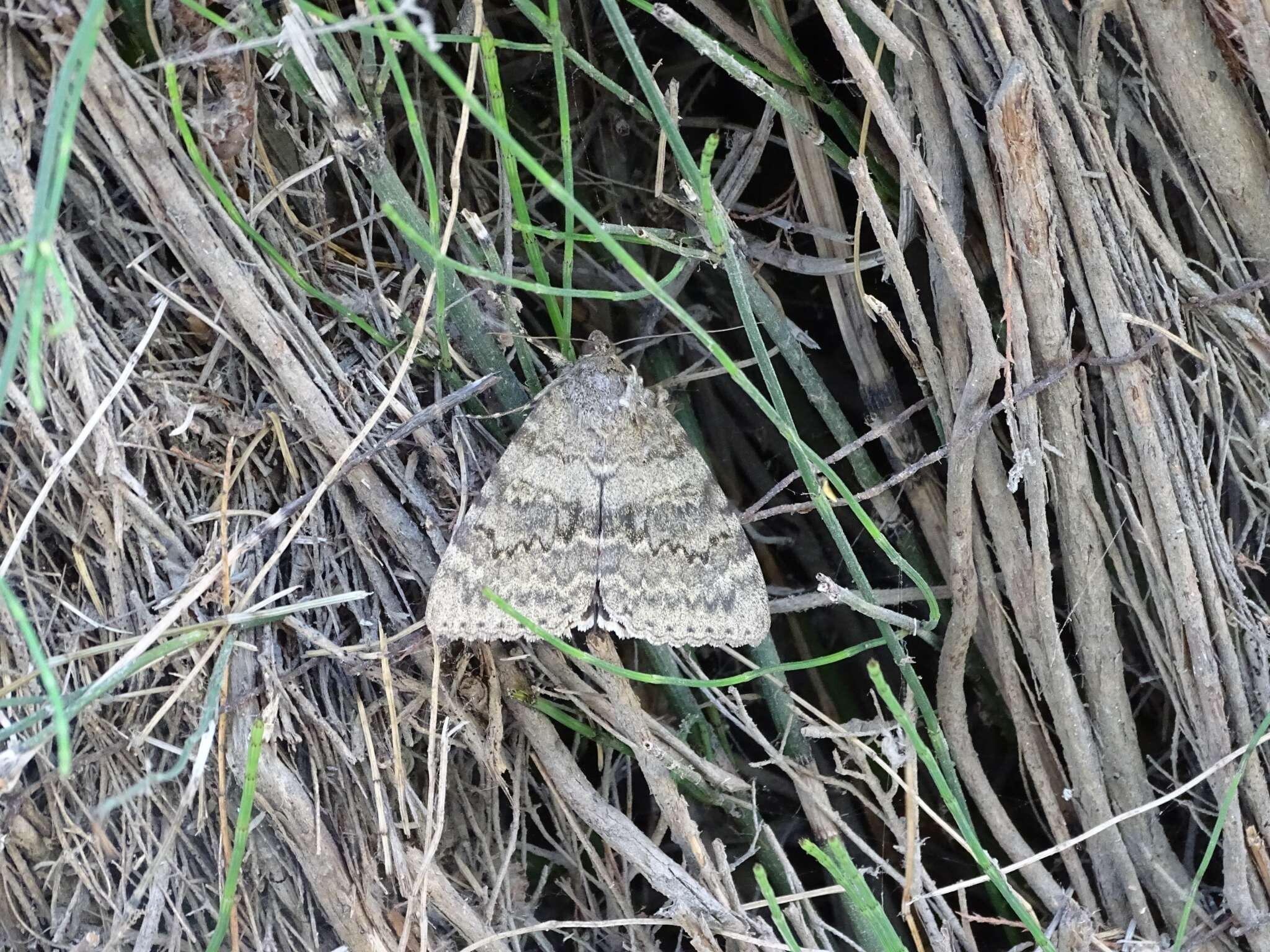 Image of french red underwing