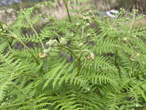 Image of Pteridium revolutum (Bl.) Nakai