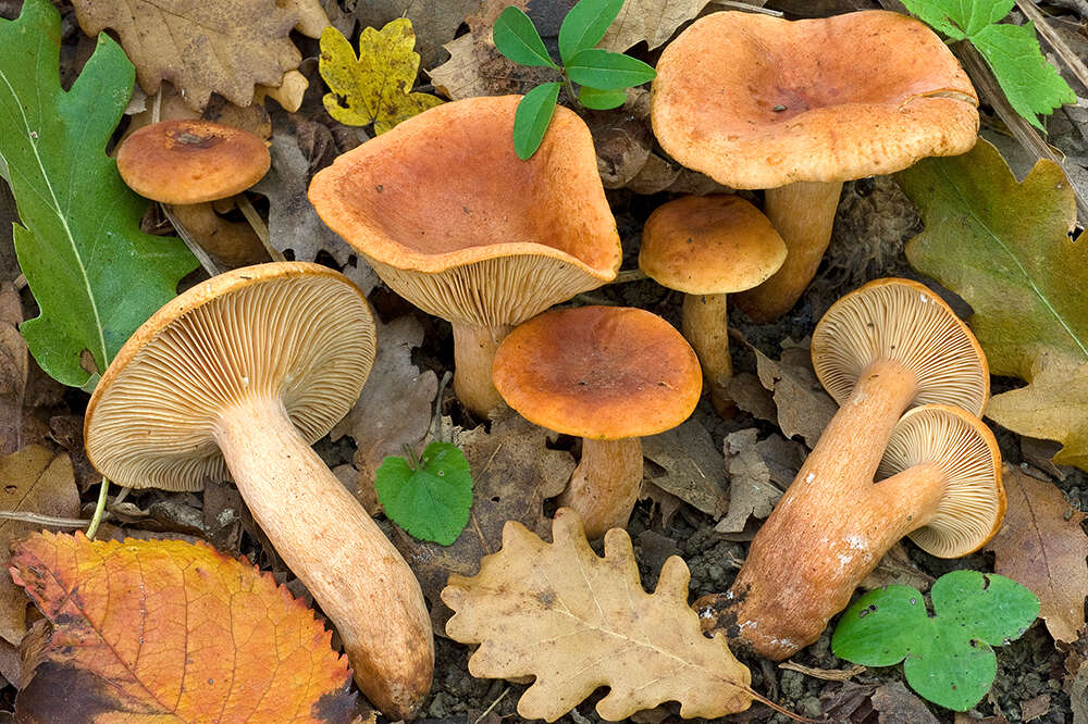 Слика од Lactarius fulvissimus Romagn. 1954