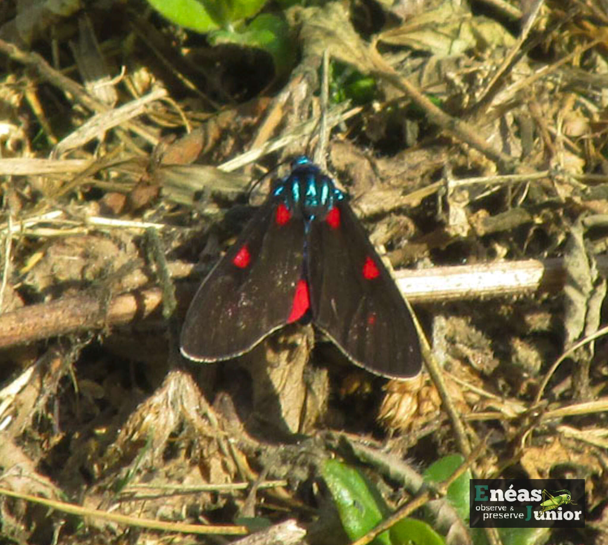 Image of Cyanopepla fastuosa Walker 1854