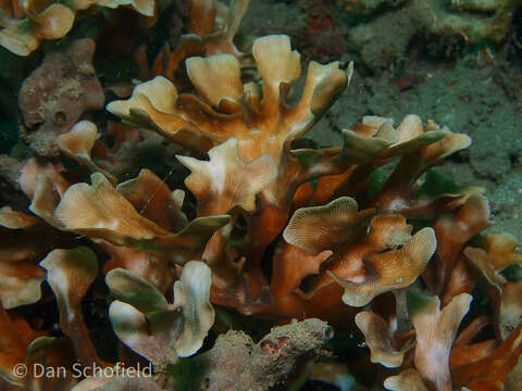 Image of Knobby Star Coral