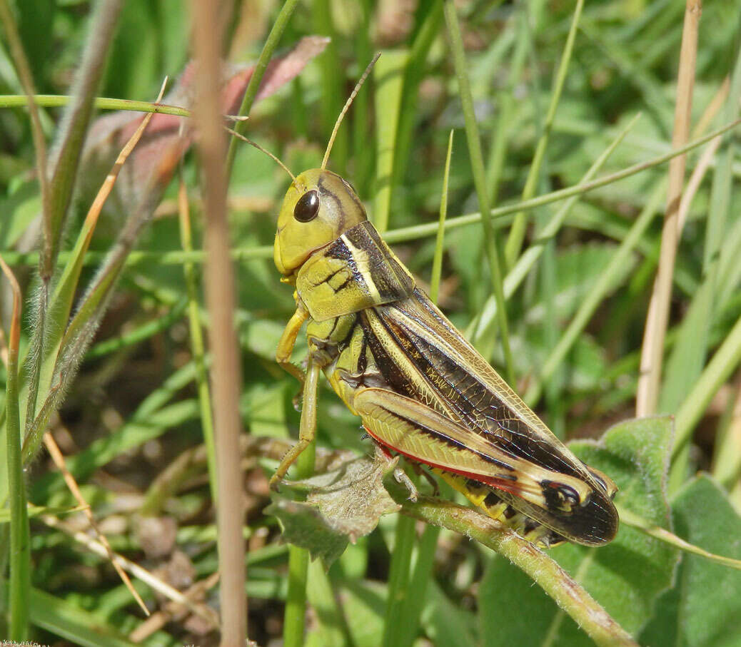 Image of Arcyptera (Arcyptera) fusca (Pallas 1773)