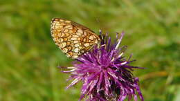 Imagem de Melitaea varia Meyer-Dür 1851