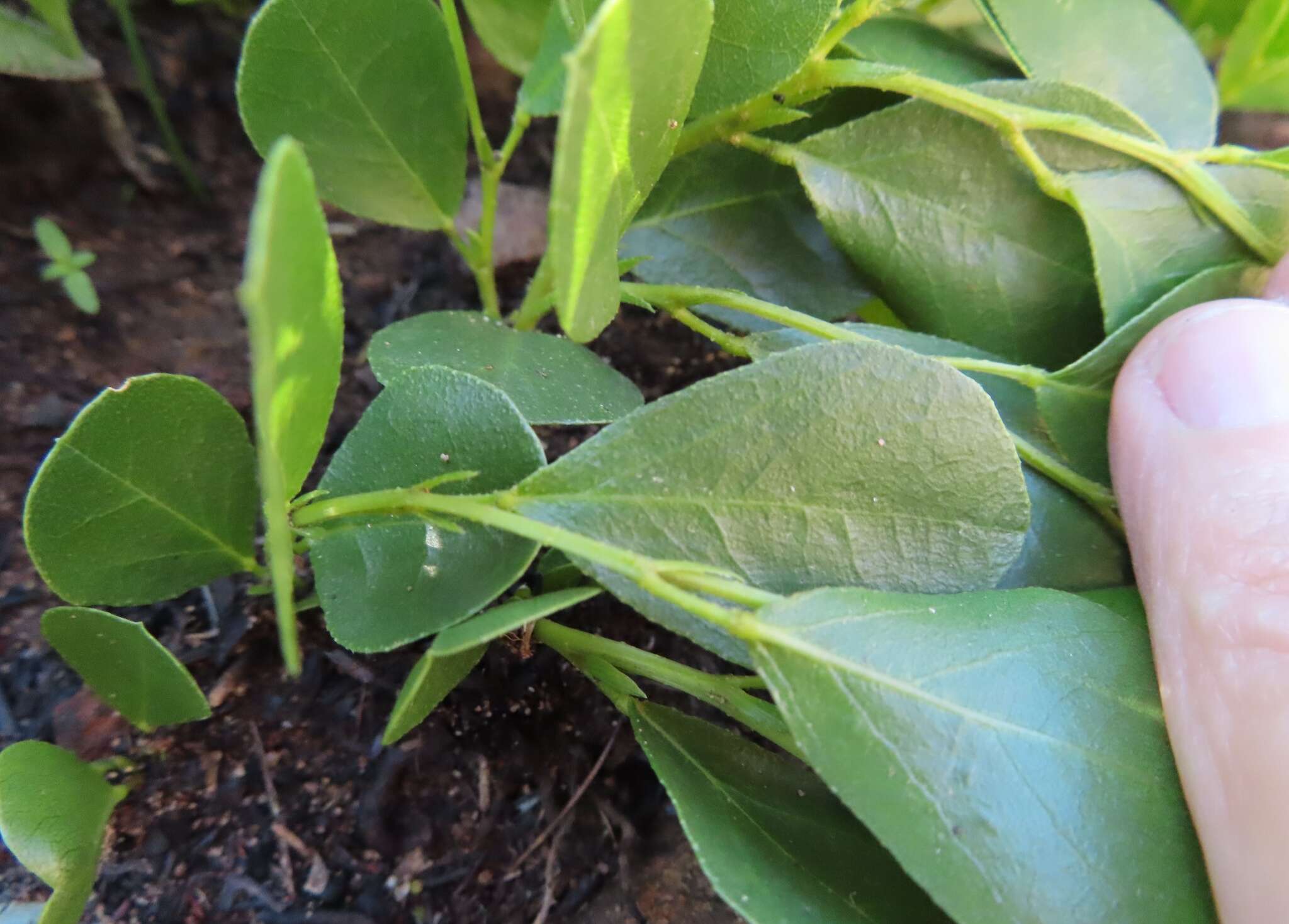 Imagem de Otholobium rotundifolium (L. fil.) C. H. Stirt.