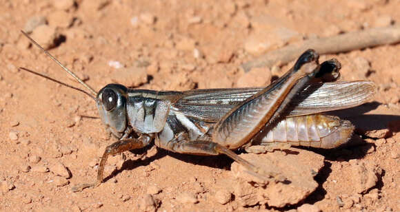 Image de Melanoplus packardii Scudder & S. H. 1878