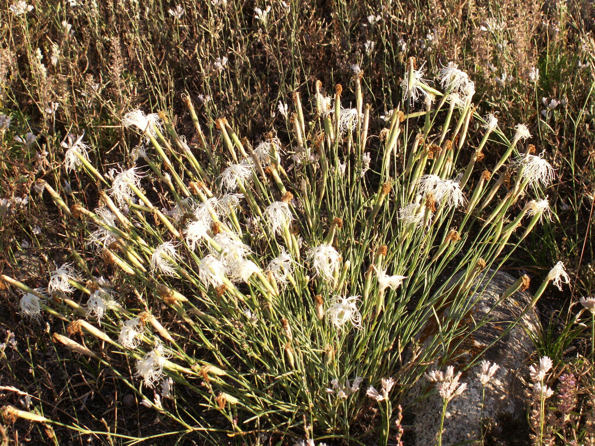 Image of Dianthus kuschakewiczii Regel & Schmalh.