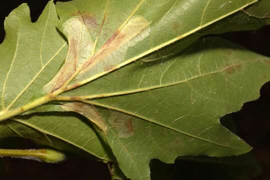 Phyllonorycter platani (Staudinger 1870) resmi