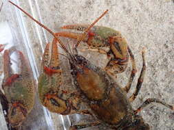 Image of Chattahoochee Crayfish