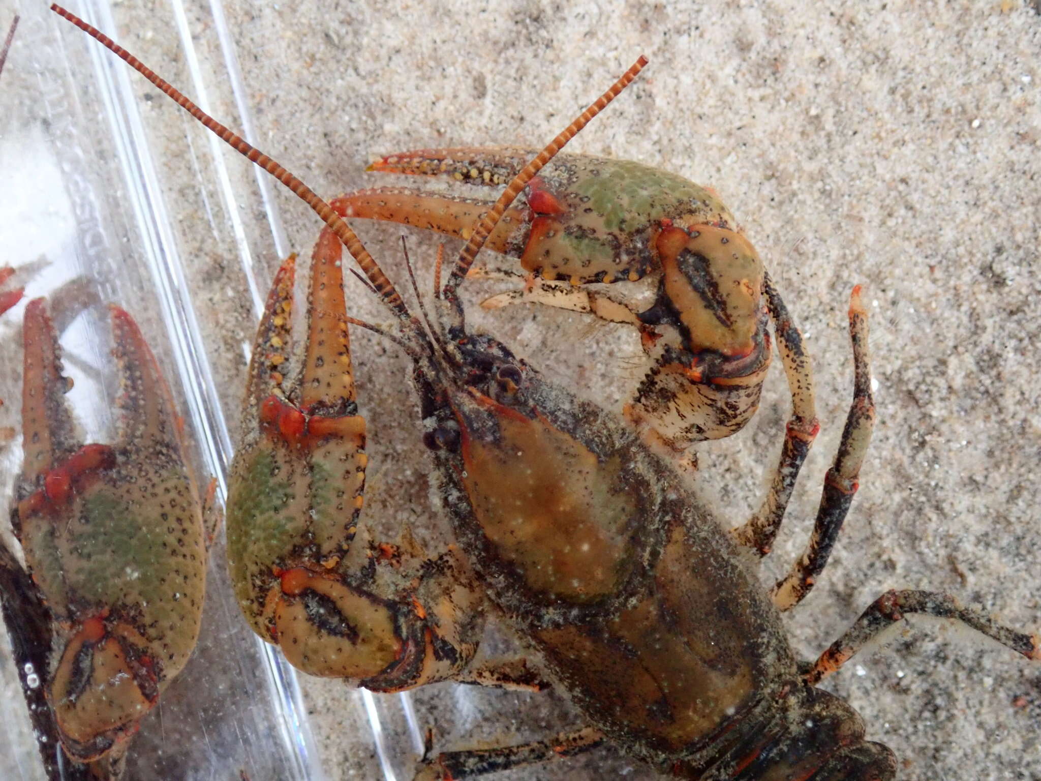 Image of Chattahoochee Crayfish