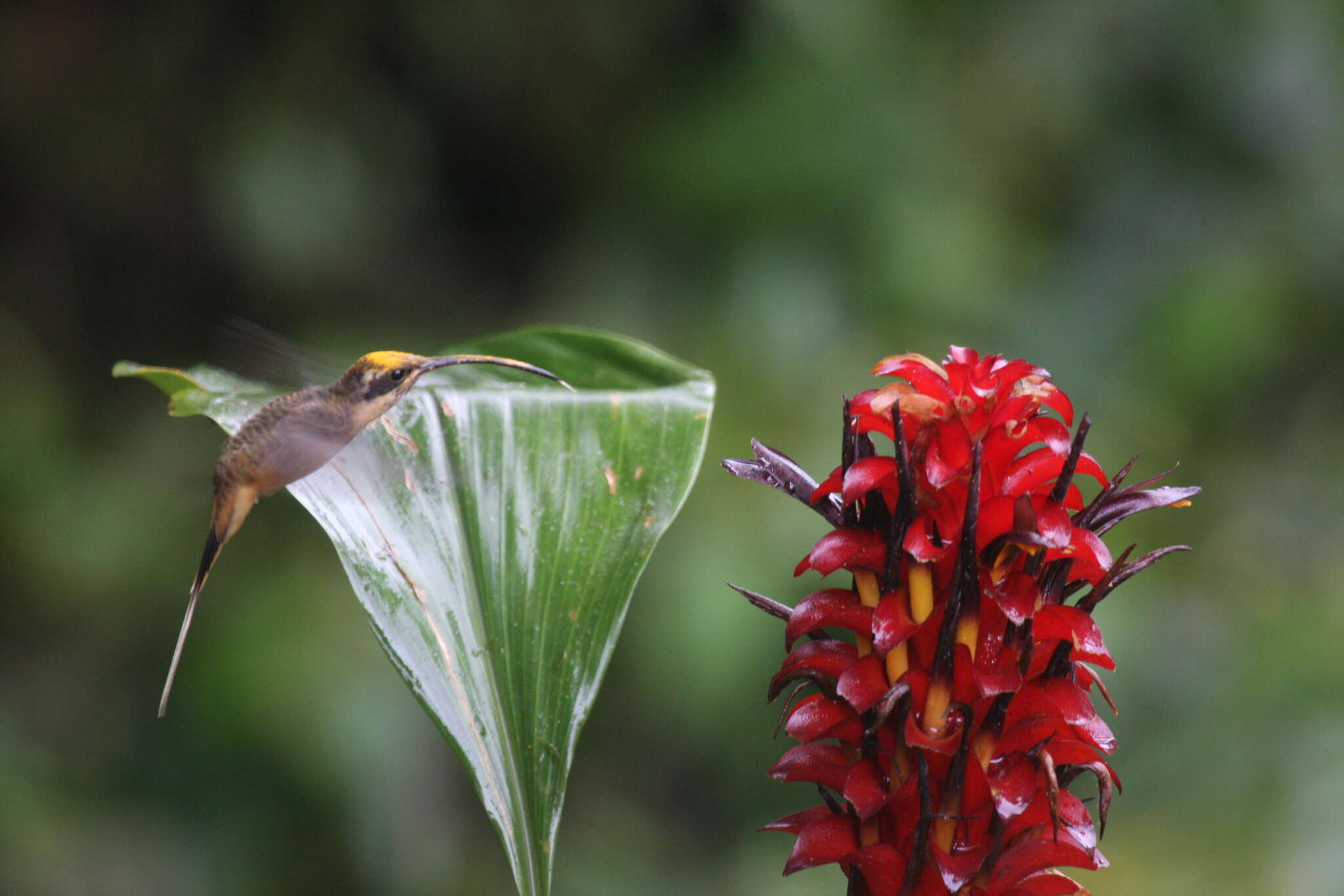 Image of Tawny-bellied Hermit