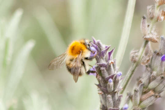 Image of Common carder bumblebee