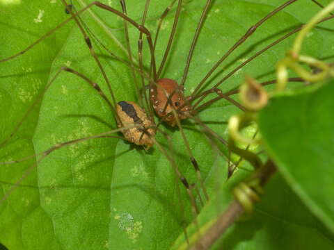 Image of Golden Harvestman