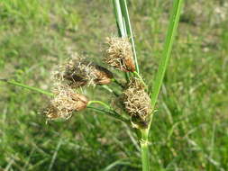 Imagem de Bolboschoenus laticarpus Marhold, Hroudová, Duchácek & Zákr.