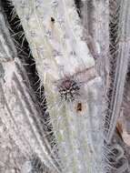 Image of Pachycereus hollianus (F. A. C. Weber) Buxb.