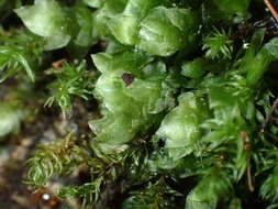 Image of sharpleaf hookeria moss