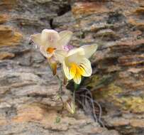 Freesia refracta (Jacq.) Klatt resmi