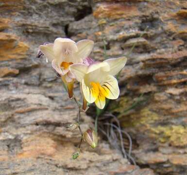 Image of Freesia refracta (Jacq.) Klatt